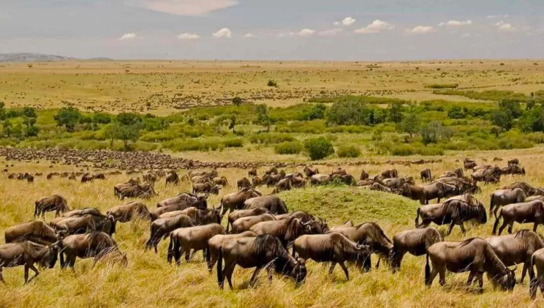 角马为什么是非洲草原上数量最多的食草动物? - 知乎