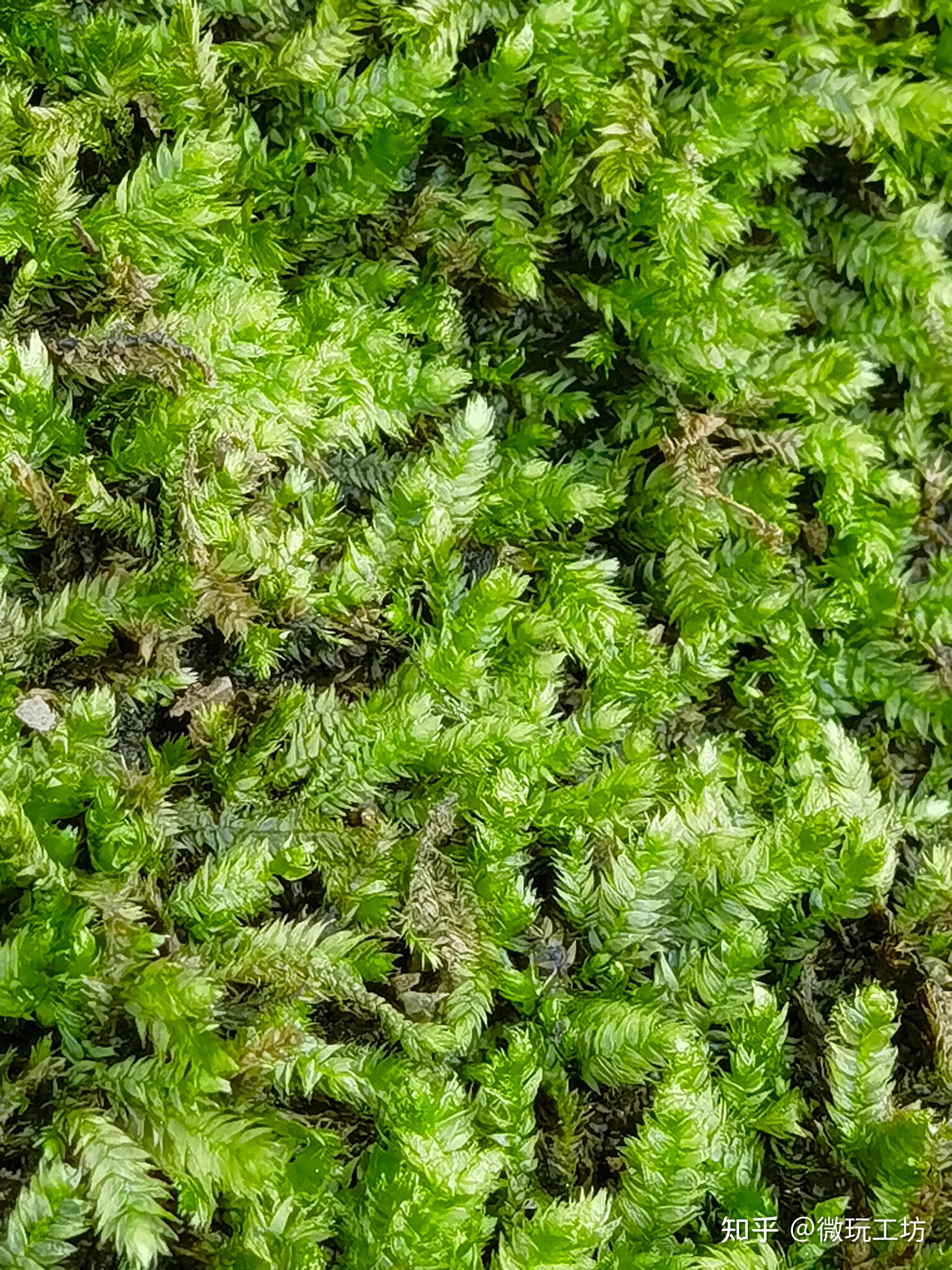 野生苔藓高清图片(3)