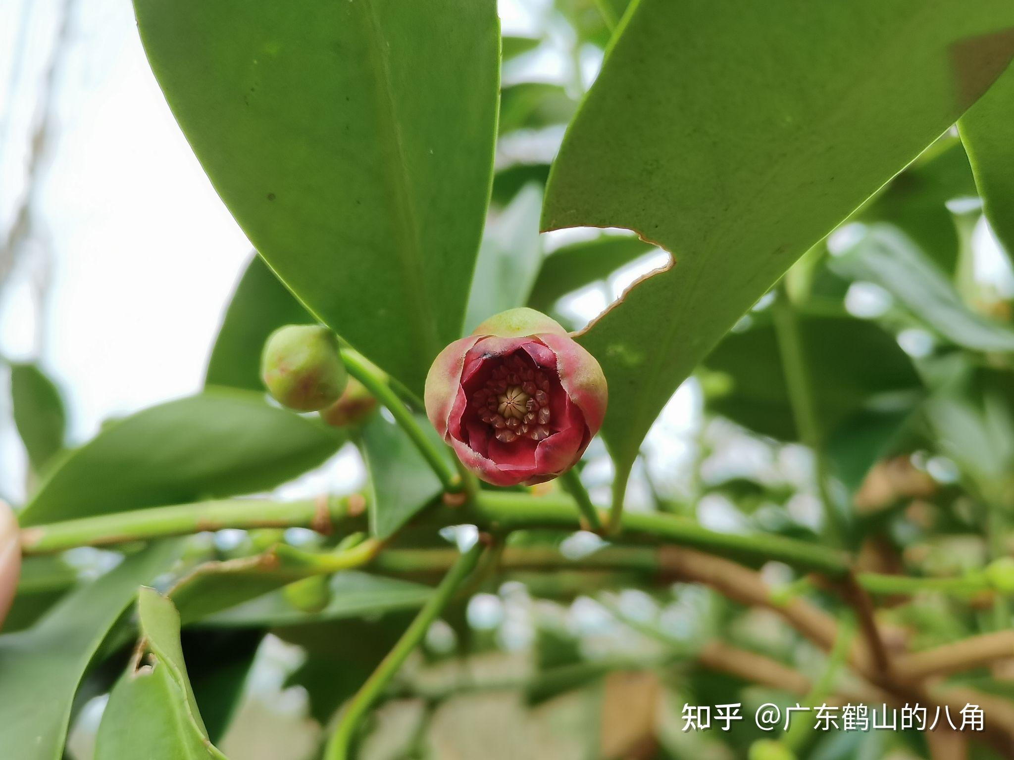 八角茴香的花序类型是什么? - 知乎