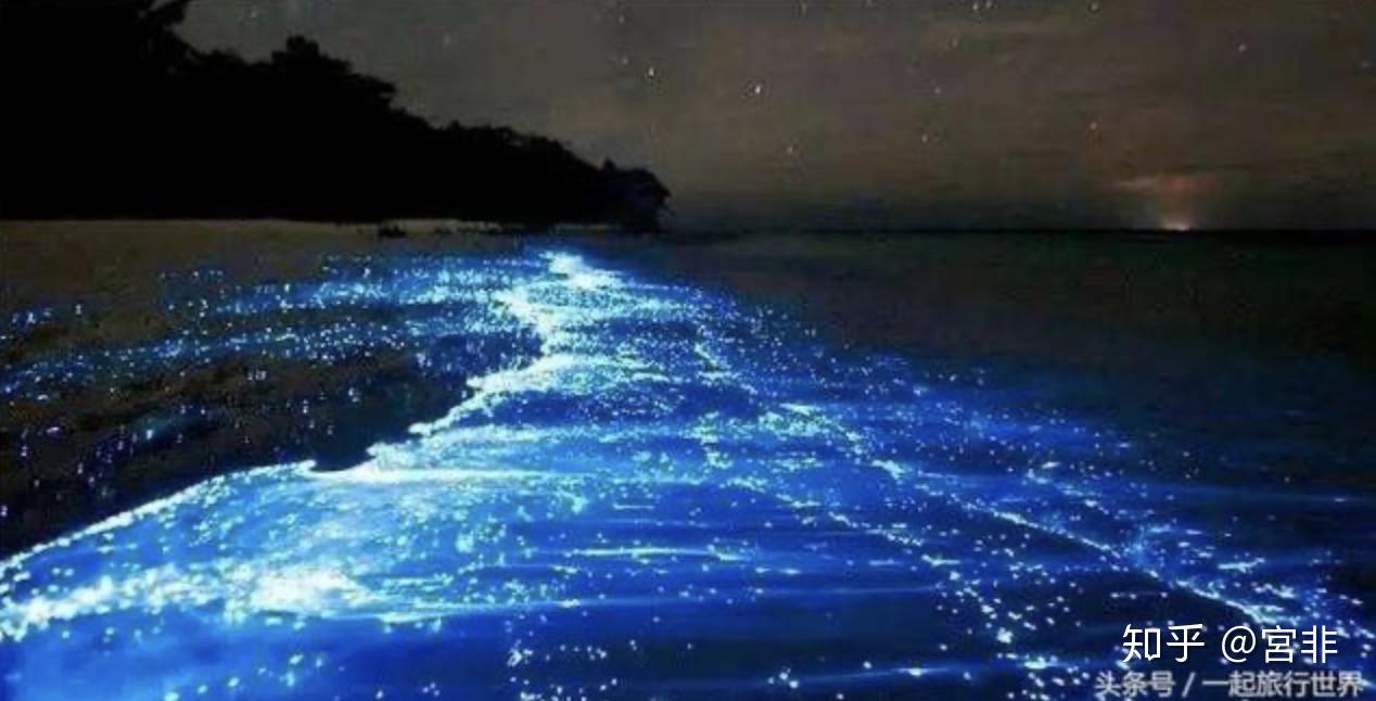 「生物发光」的原理是什么,有哪些应用和意义? - 知乎