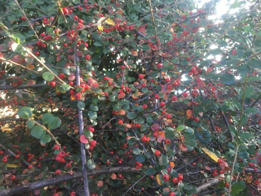 平枝栒子丨常见的小灌木，枝条平展如蜈蚣，秋冬红果挂枝头，好美 - 知乎