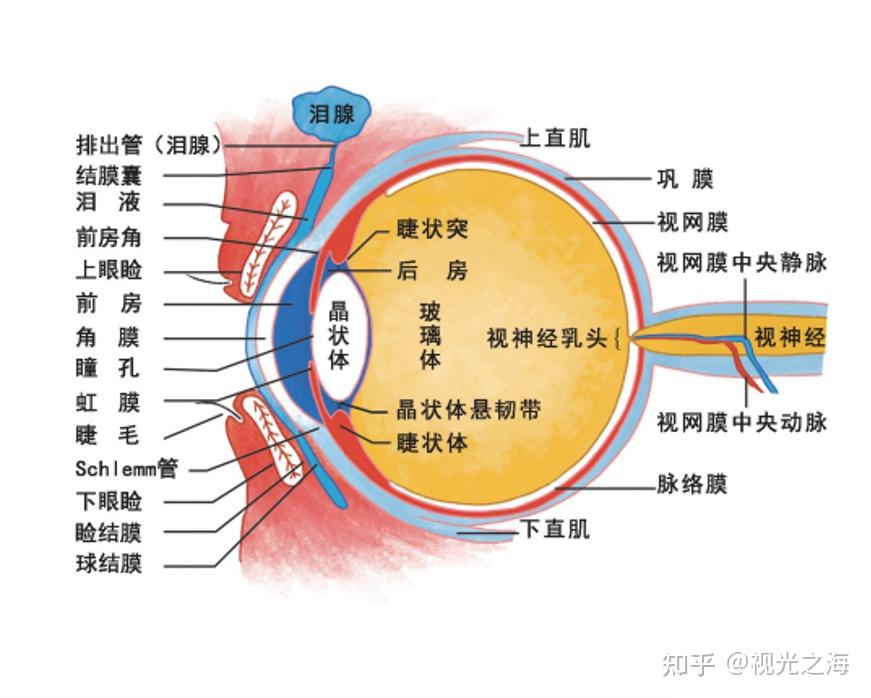 眼肌作用图片