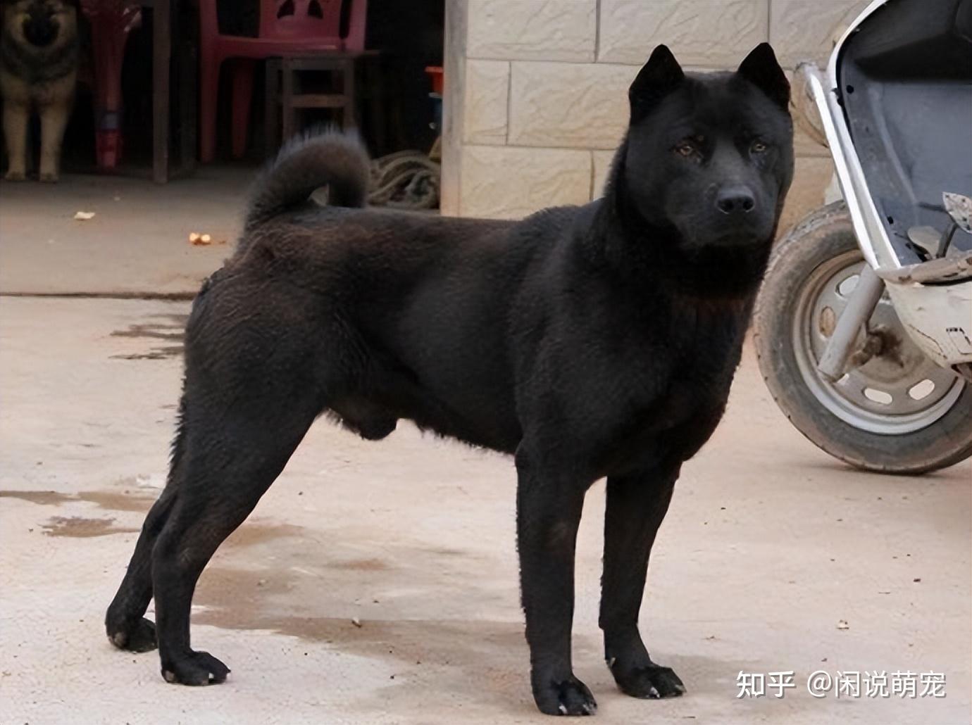 中华田园犬哪个品种好？这七种狗都是热门“本土神犬” - 知乎