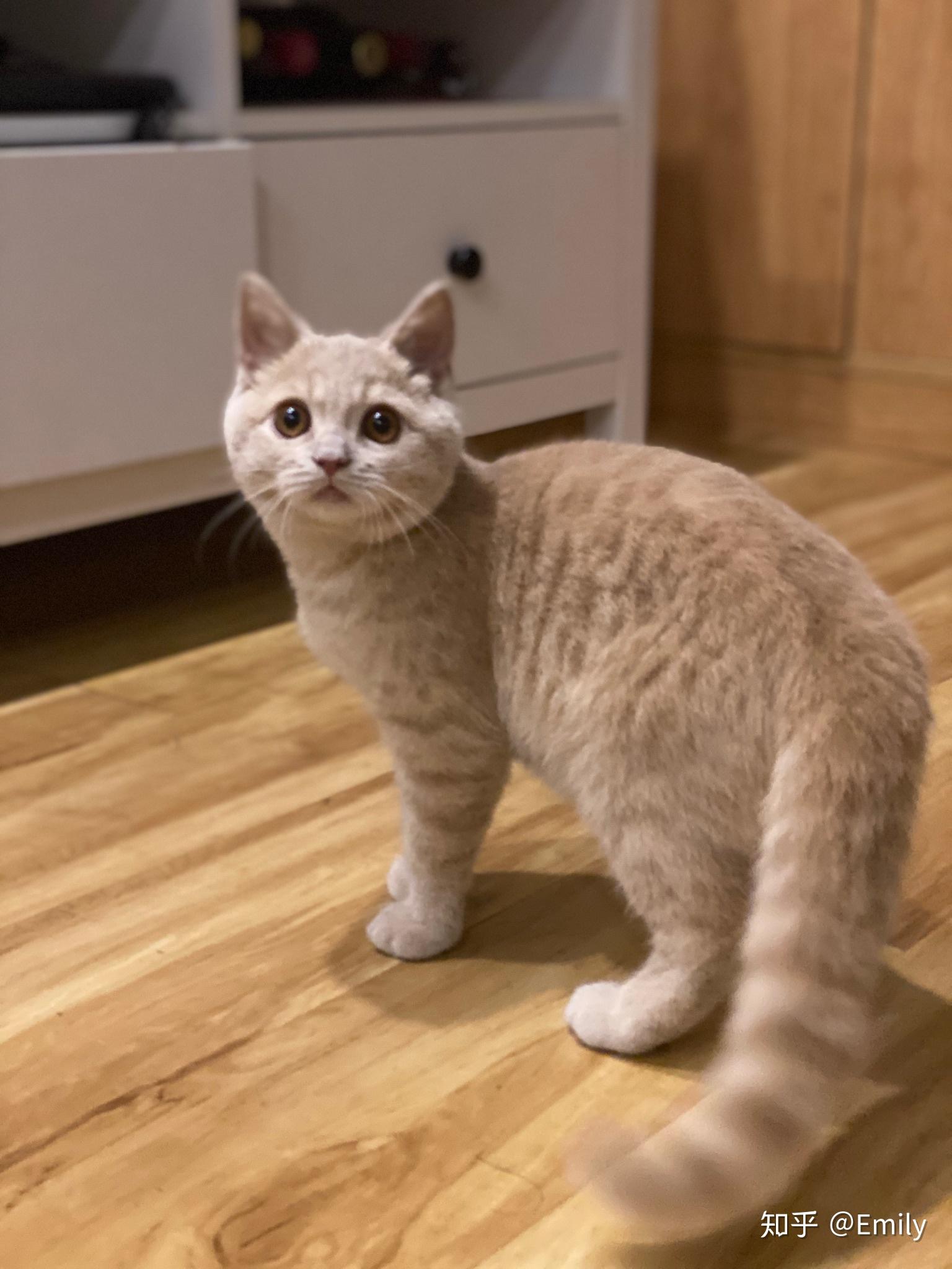 养一只稀有乳色英短是怎样的体验