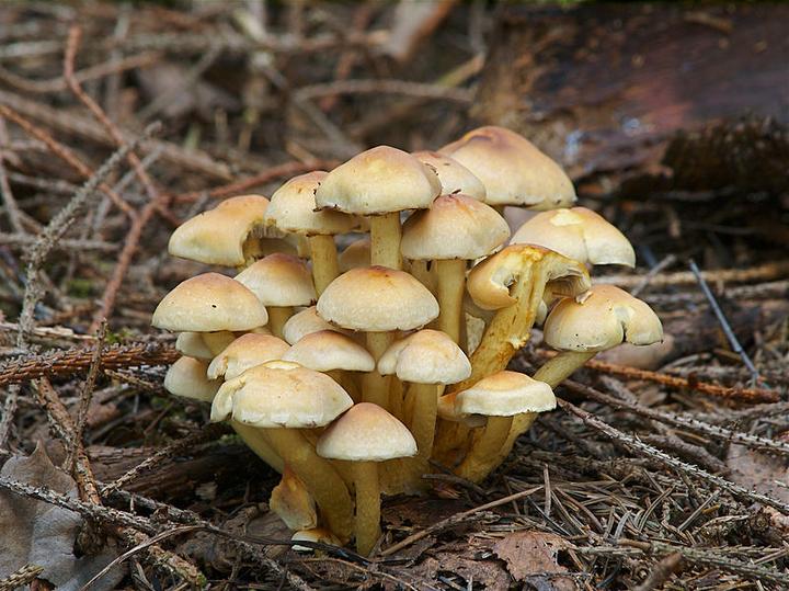 【地球生物全系列——从单细胞到人类】伞菌目—球盖菇科 - 知乎