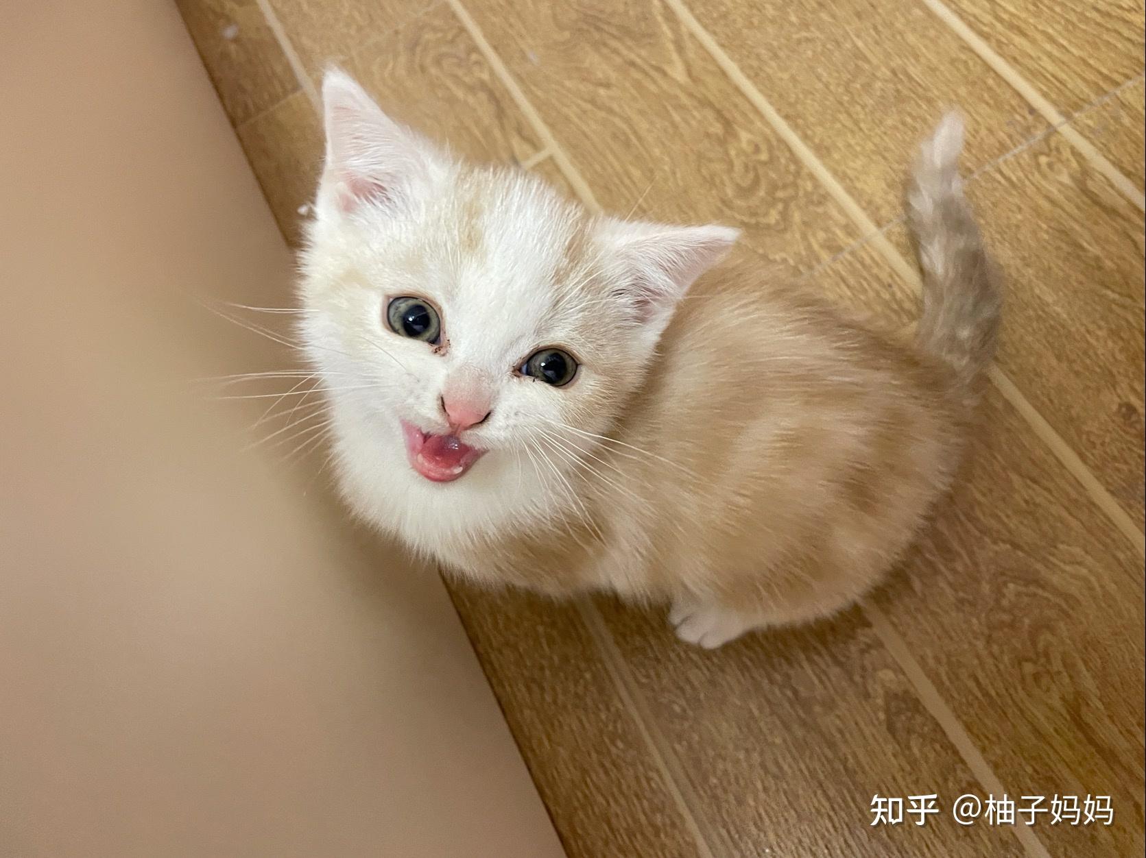 淡黄色美短是怎么回事