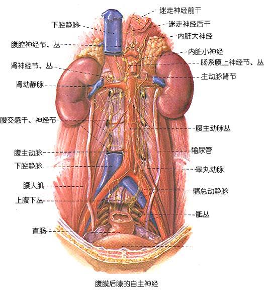 左右髂总动脉示意图图片