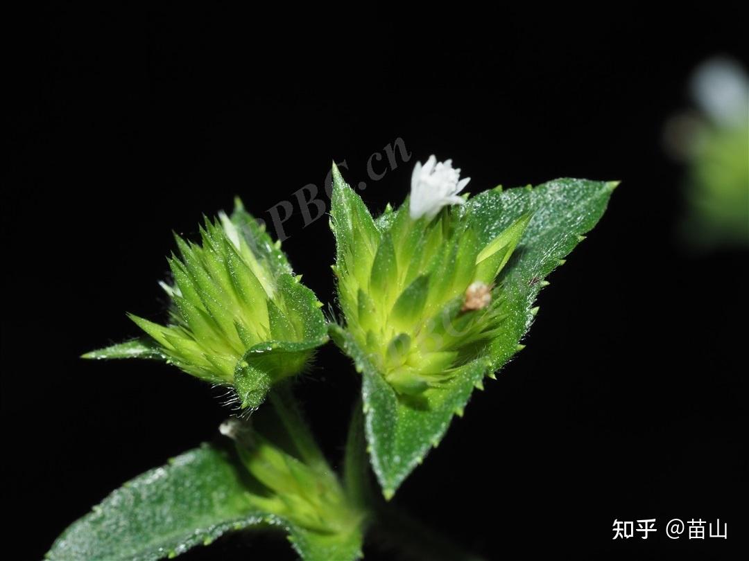 白背草的学名是什么? - 知乎