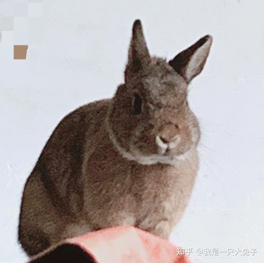 Hatay Rabbit 如何区分 bunny, rabbit 和 hare? - 知乎