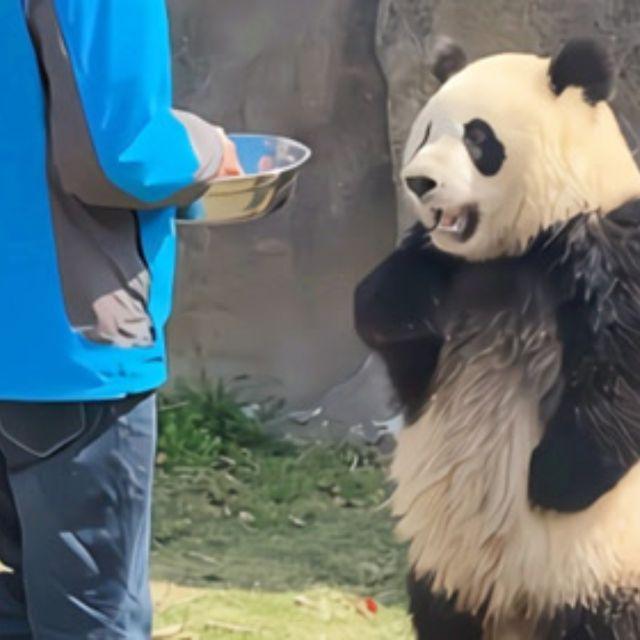 为什么动物很难驷马倒攒蹄地捆绑，而人可以做到？