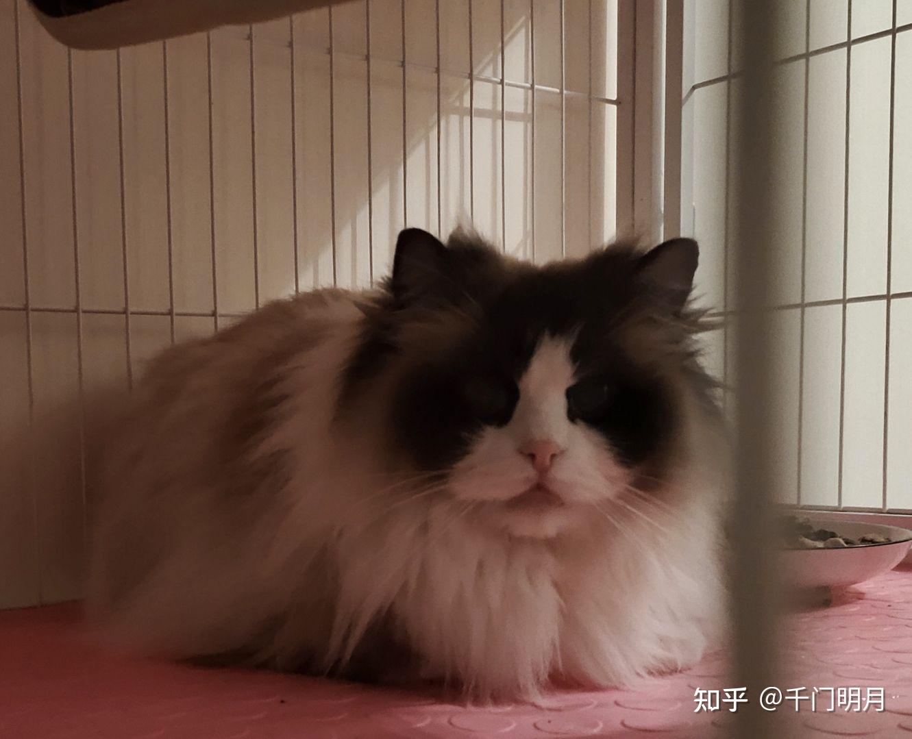 请问下这个是小浣熊布偶吗? - 知乎