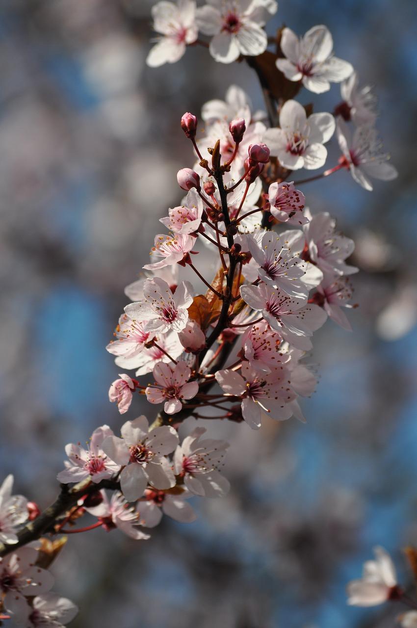 3. 清理残枝败叶
