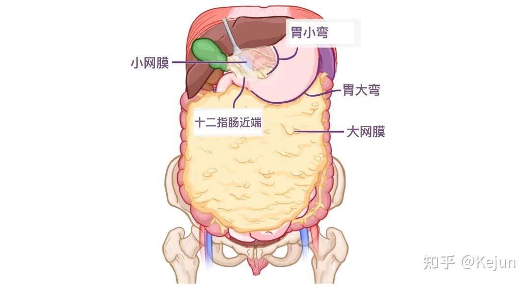 人体解剖学基础——腹部内脏篇(食道和胃) - 知乎