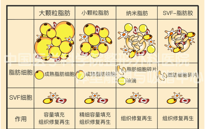 大颗粒脂肪，小颗粒脂肪，纳米脂肪和svf脂肪胶的区别 - 知乎