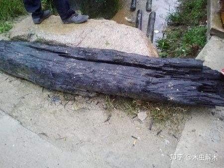 乌木类——乌木、厚瓣乌木 - 知乎