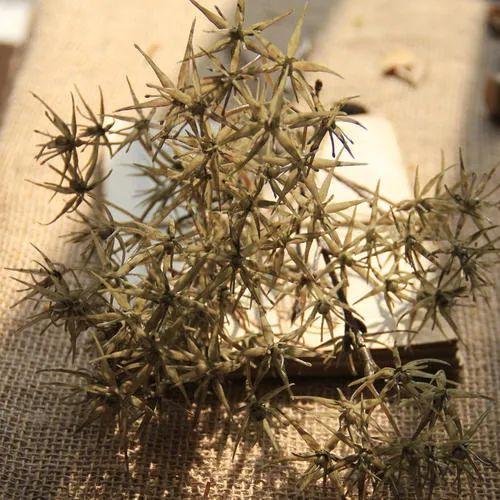 植物科普|植物的刺是如何生成的?其类型和效用有什么? - 知乎