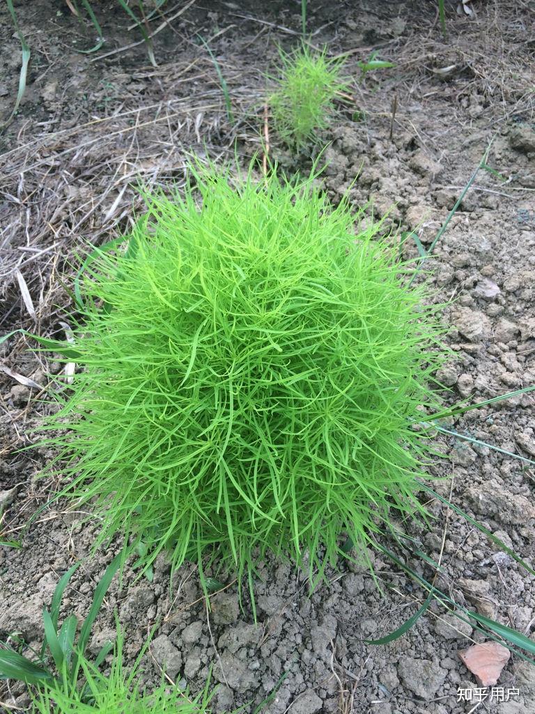 蓬生麻中不扶自直蓬和麻分別是什麼物種