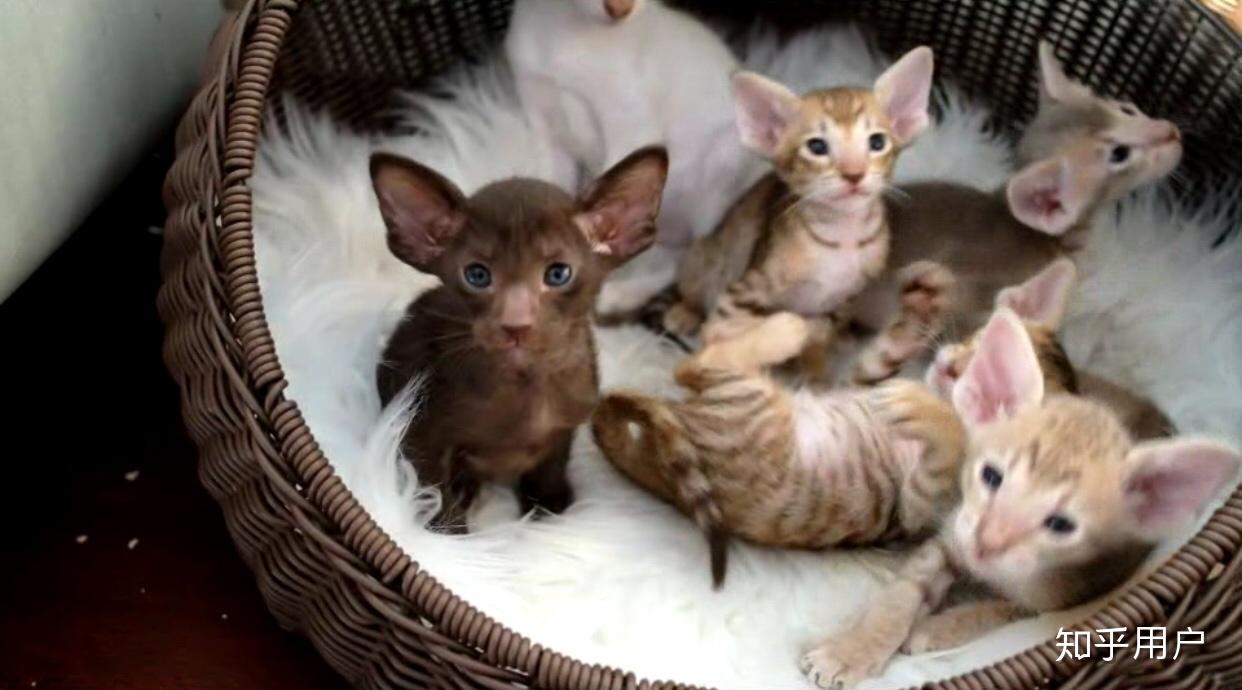 养东短(东方短毛猫)是什么体验? - 知乎