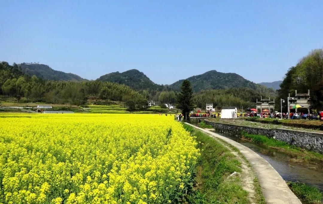 全国油菜花观赏指南,16处惊艳眼球的油菜花田,你想去哪个? - 知乎