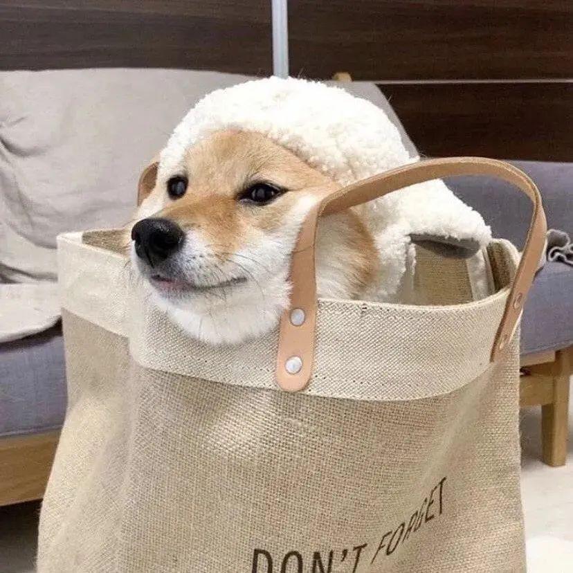 有什么好看的小动物头像? - 知乎