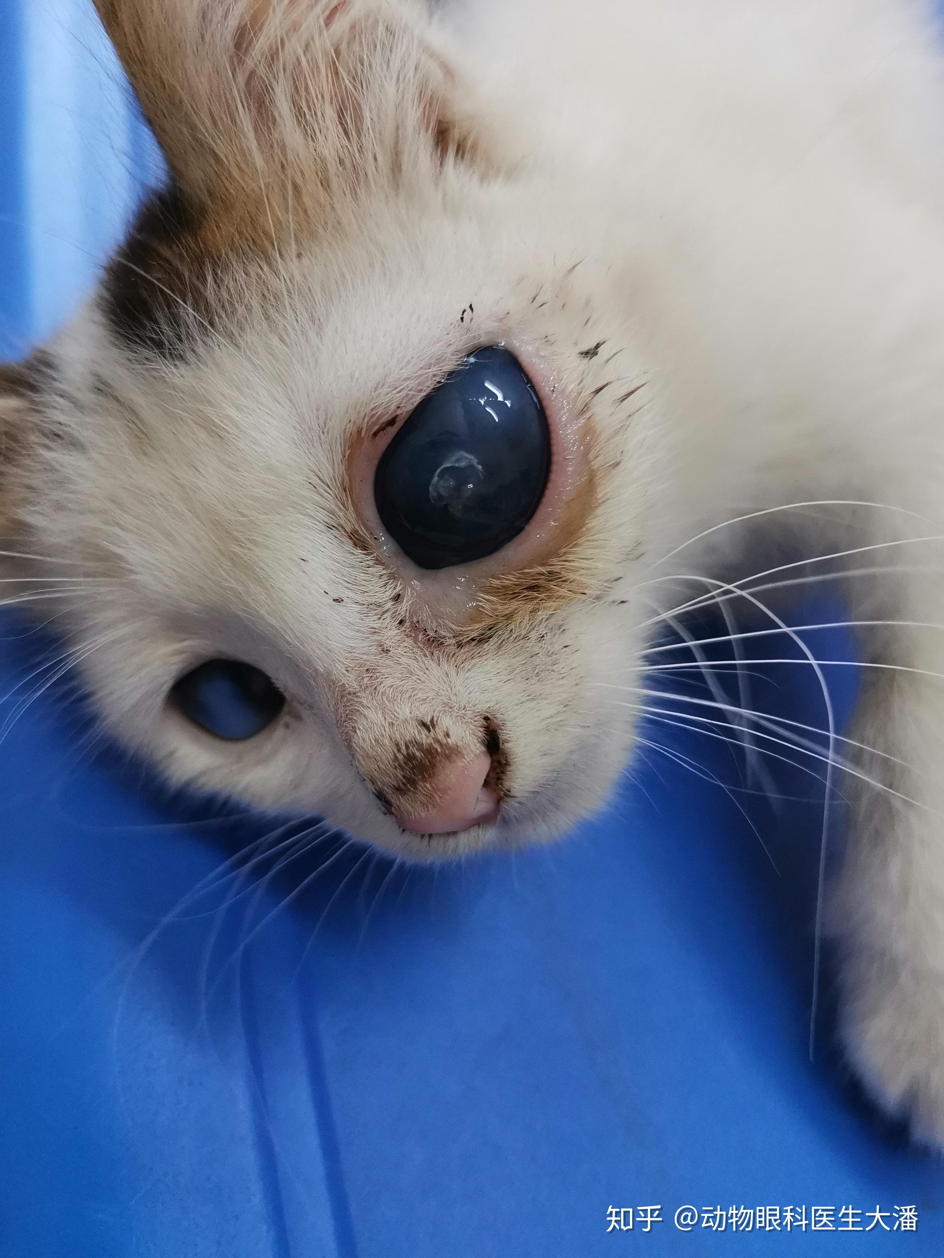 猫咪这是怎么了?是猫鼻支吗? - 知乎