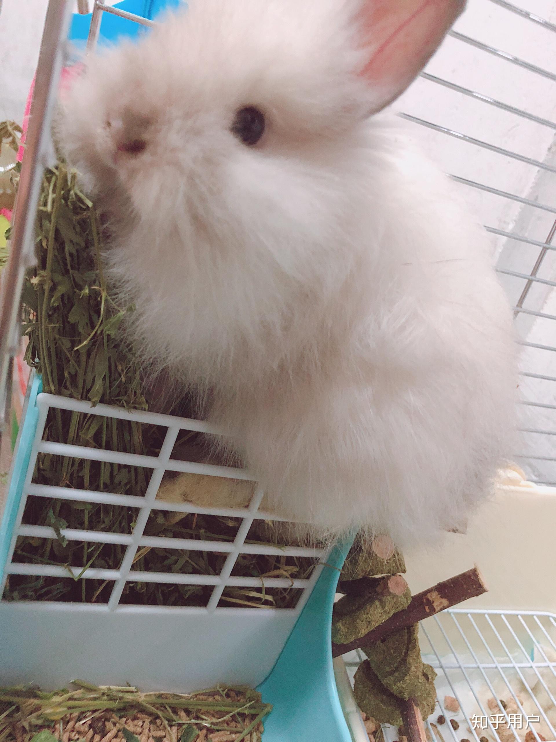 想问一下我家这只炸毛的兔子属于啥品种