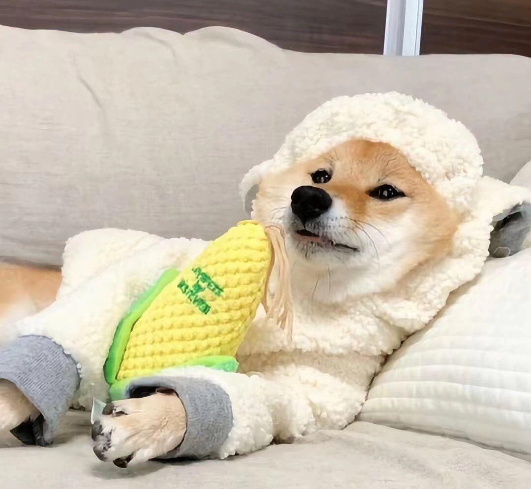 有什么沙雕但very可爱的头像呀? - 知乎