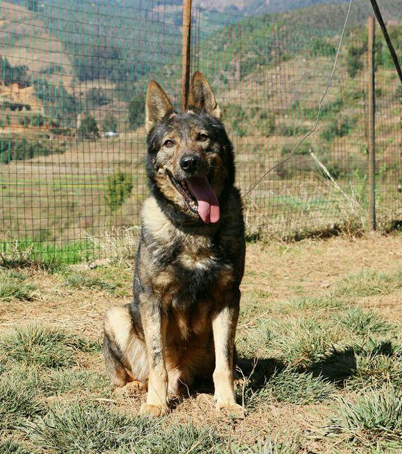 关于德牧的弓背平背品系血统