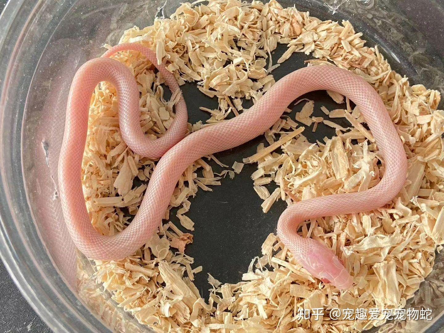 养一条宠物蛇是什么感觉