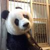 南极的熊