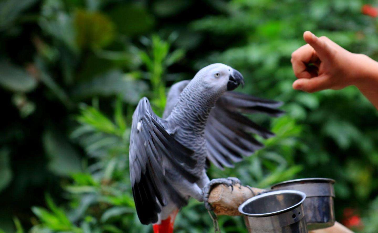 年轻人，你将野生动物当宠物的样子，一点也不酷！ - 知乎
