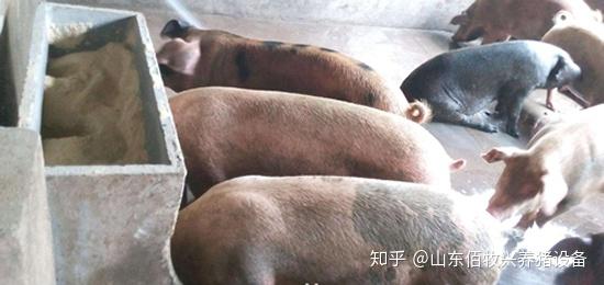 猪用料槽如何选择?可以分为哪几种? - 知乎