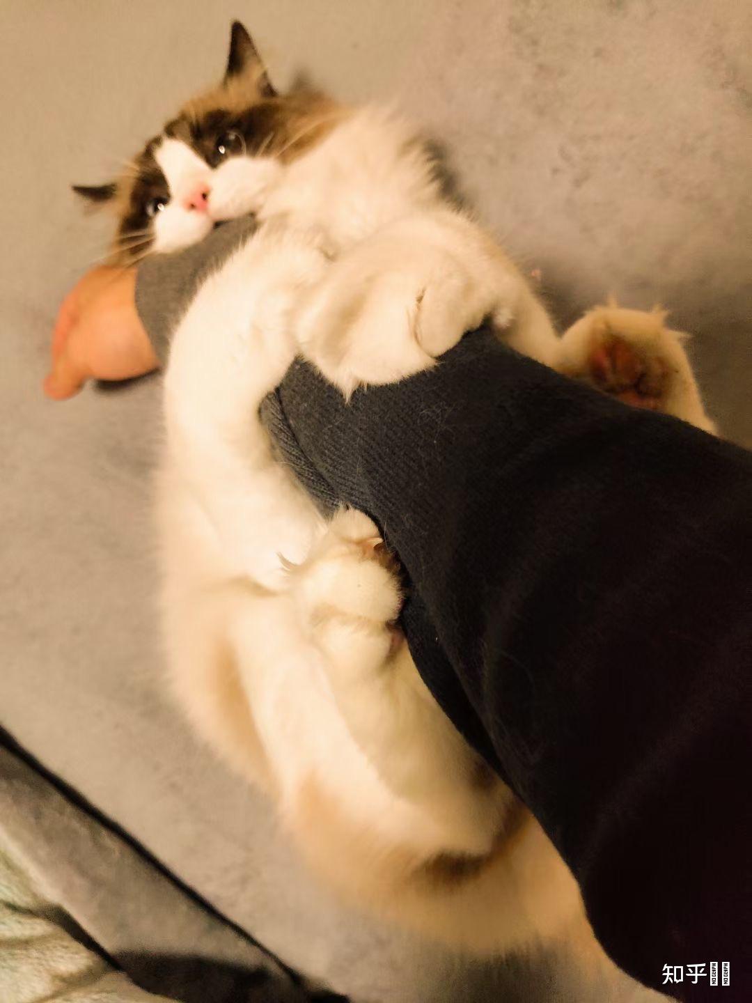 布偶猫突然抱着东西咬是怎么回事