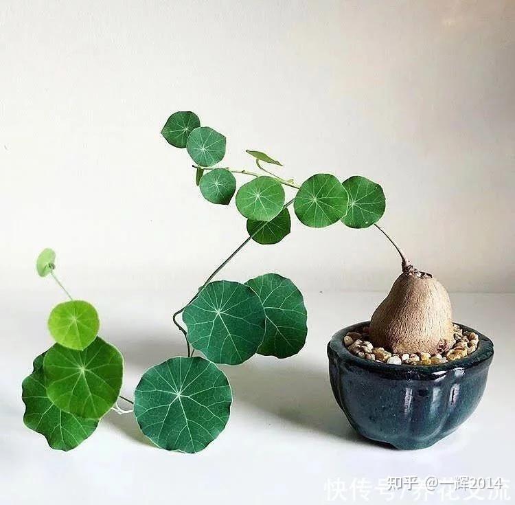 F724 塊根植物 Fouquieria leonilae フォークイエリア レオニラエ実生