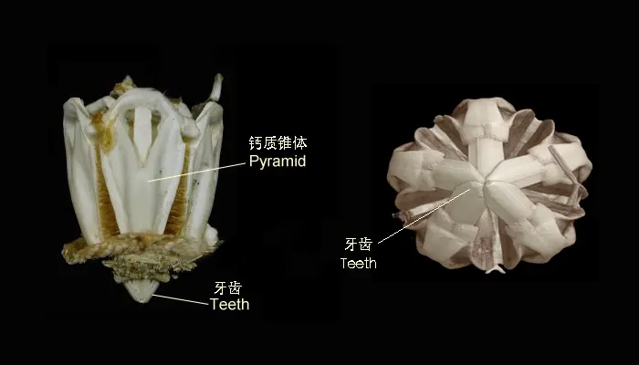 揭秘海胆的“水下工程杰作”——亚里士多德提灯(作者:李萍 宋子豪) - 知乎
