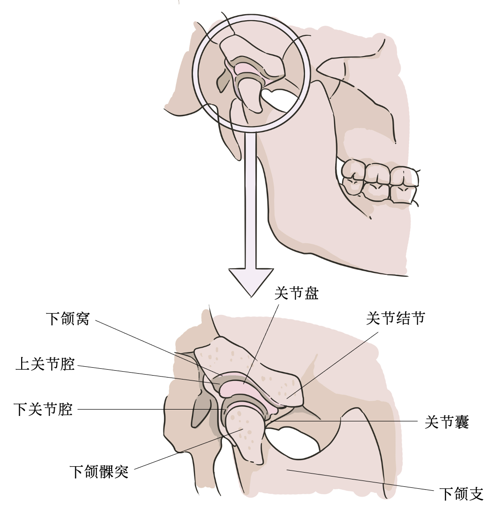 下巴咬合处嘎嘣嘎嘣响怎么破? - 知乎
