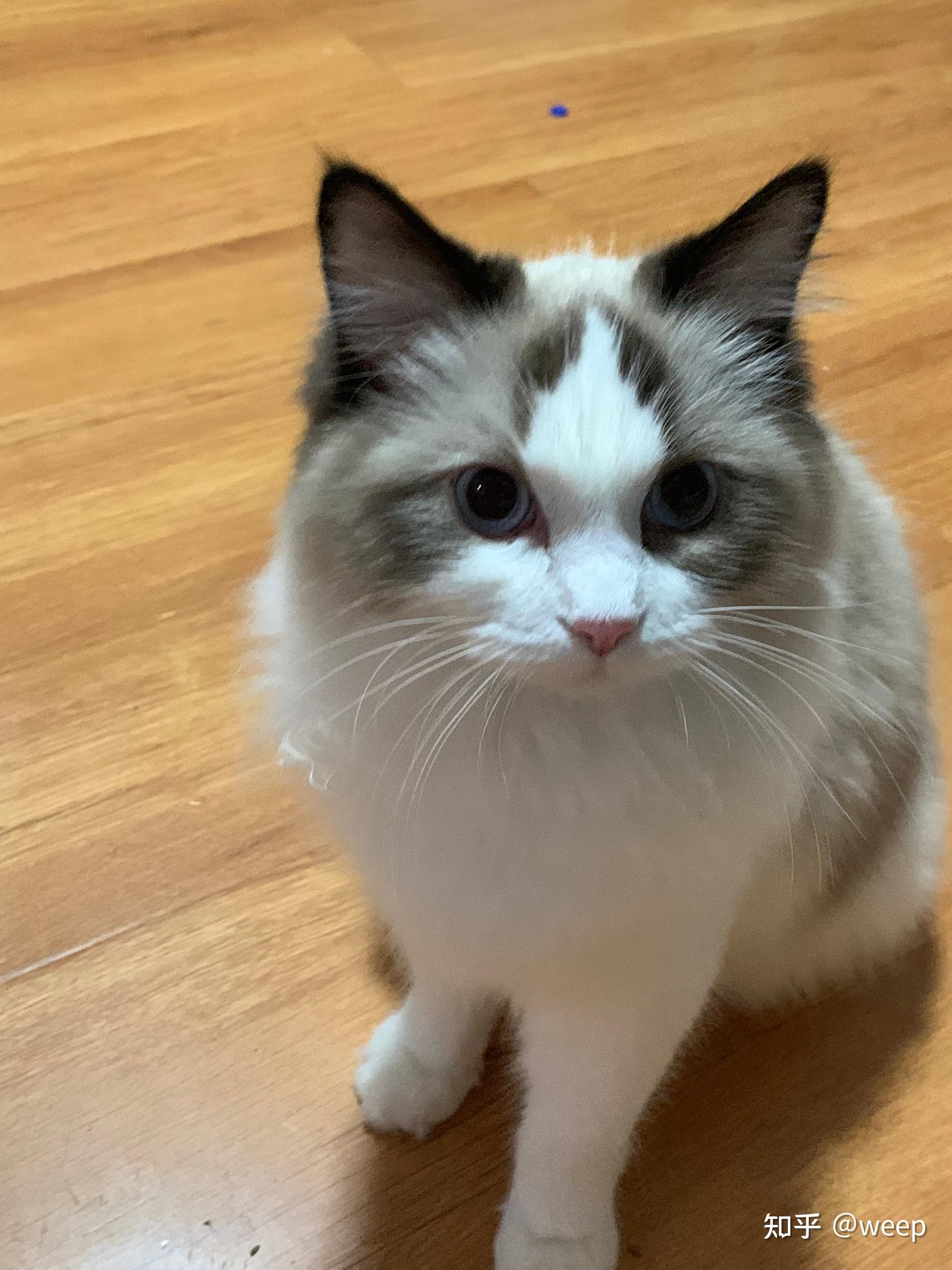 布偶猫,麻烦大家看看是不是有说的那么恐怖,说未来发展趋势尖嘴猴腮