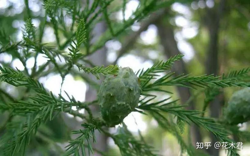 国家Ⅰ级濒危重点保护珍稀植物:水松 - 知乎