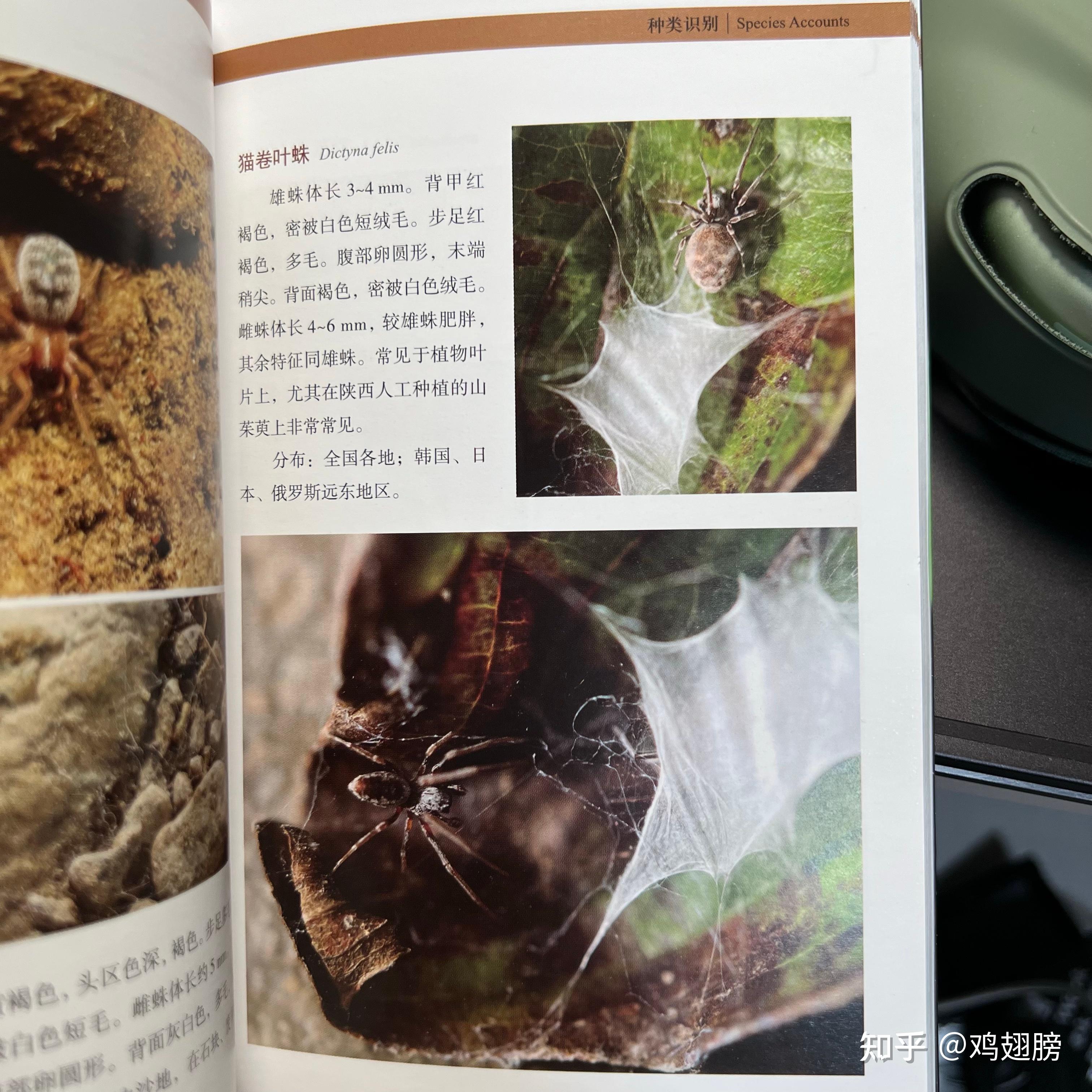 求助大神坐标黑龙江这是什么蜘蛛