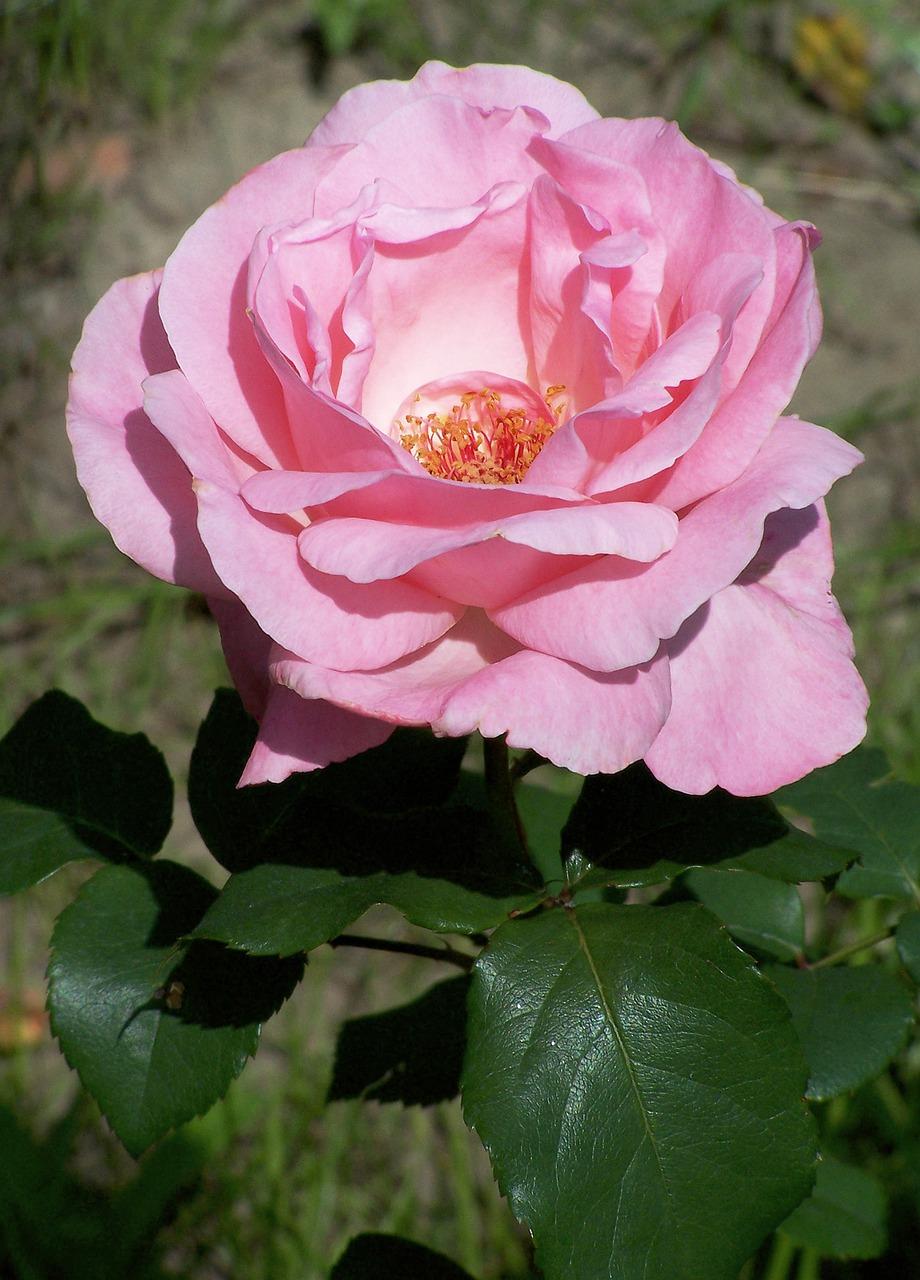 百合花茶什么颜色