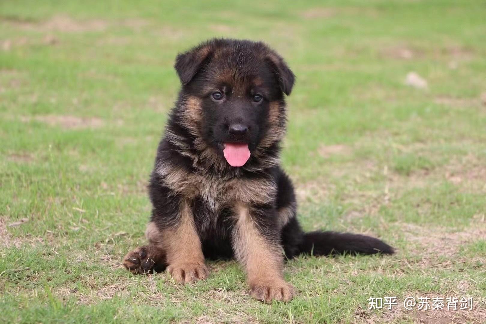 红警军犬图片