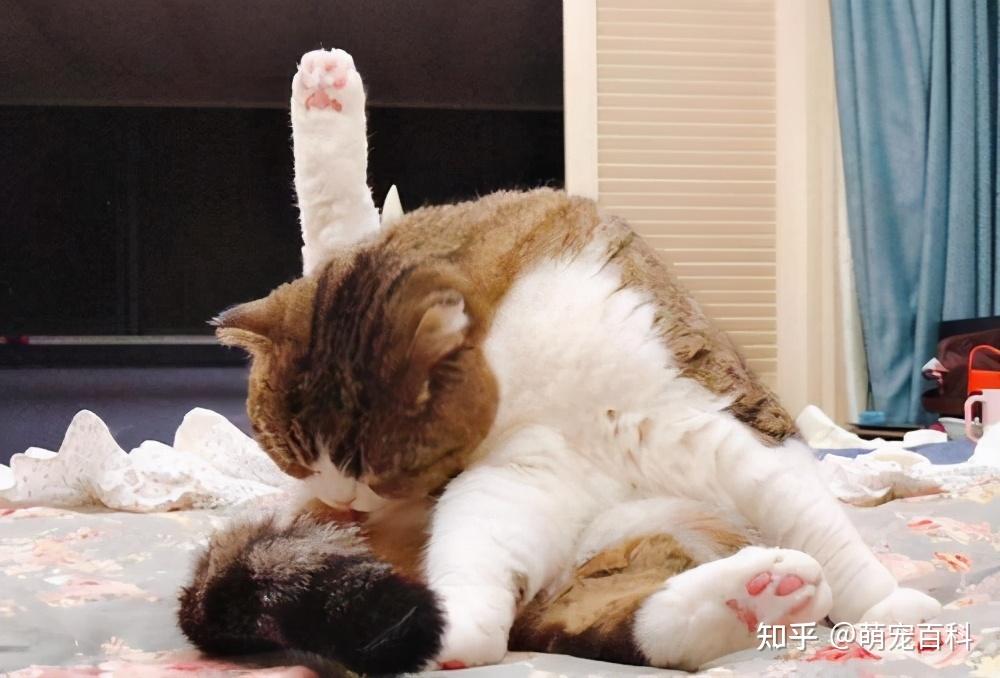 猫咪出现这些行为,说明它进入“发情期”了 - 知乎