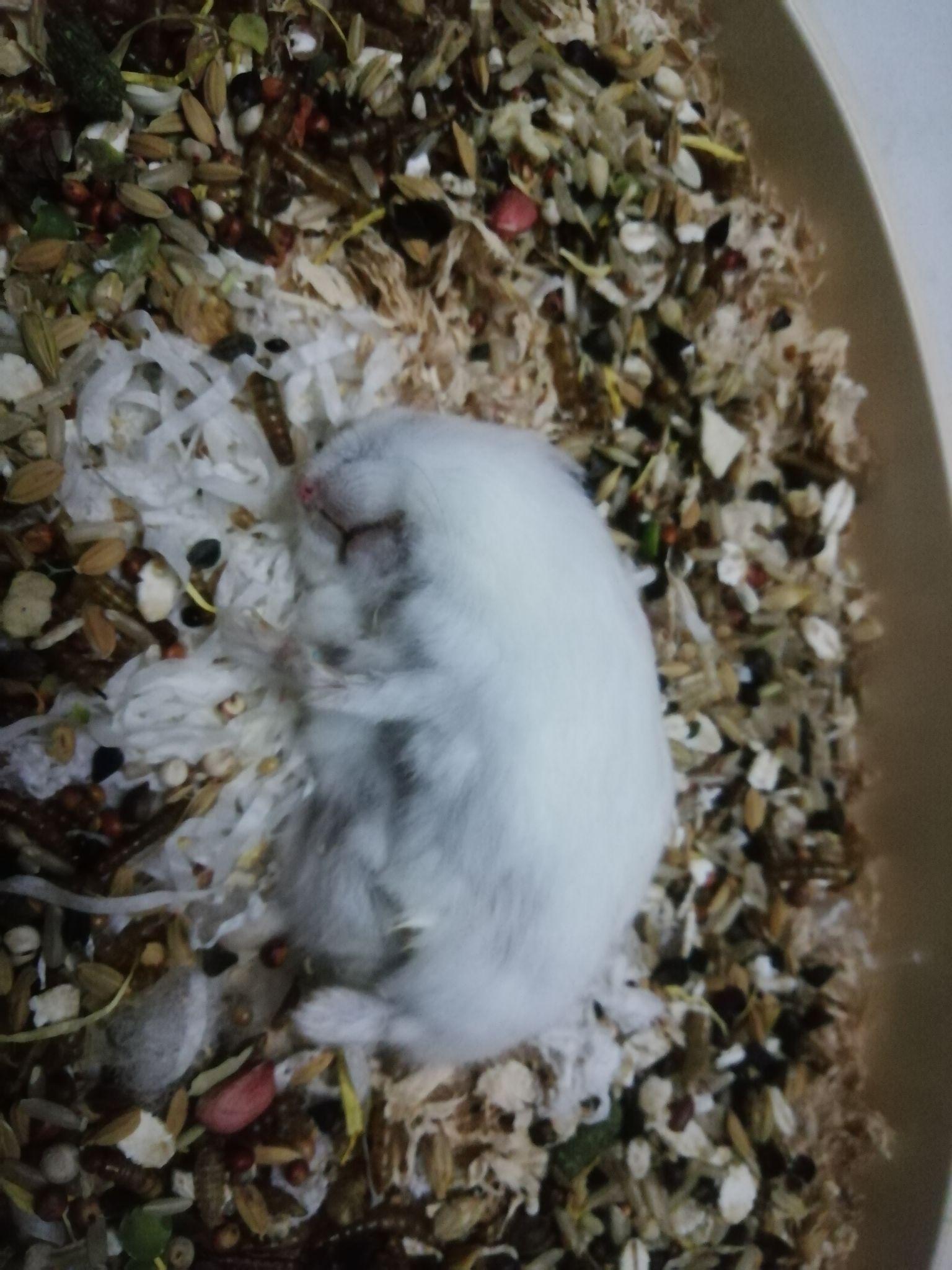 自己养的仓鼠昨天死了好难受一直到今天还是难受怎么办