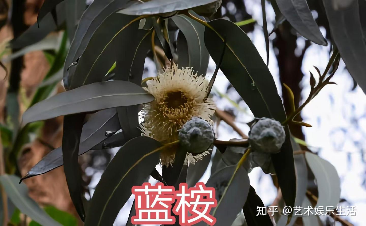 桉树的种类有哪些 - 知乎
