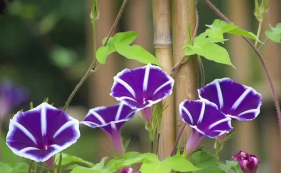 牵牛子,也就是牵牛花的种子,口服有毒