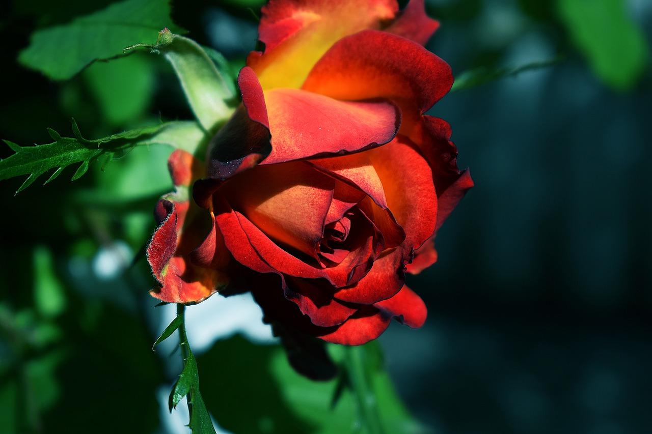 如何阳台养月季