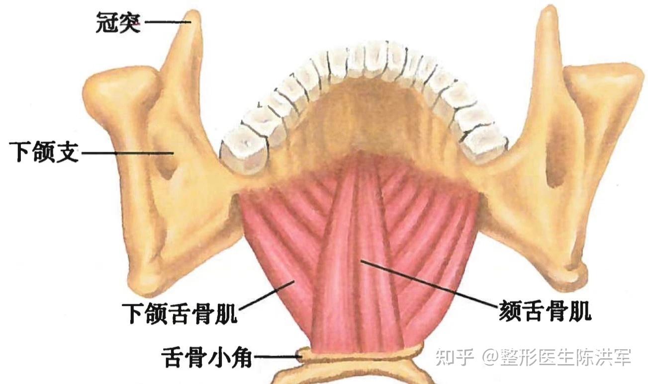 咀嚼肌群不止咀嚼肌 - 知乎