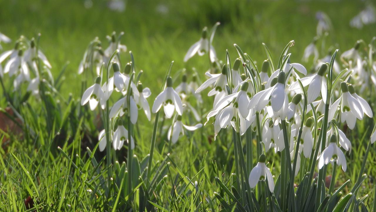 雪花玉露如何分盆