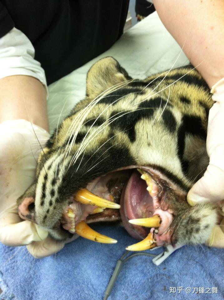 剑齿虎打得过狮子老虎吗?(剑齿虎与狮子体型对比)