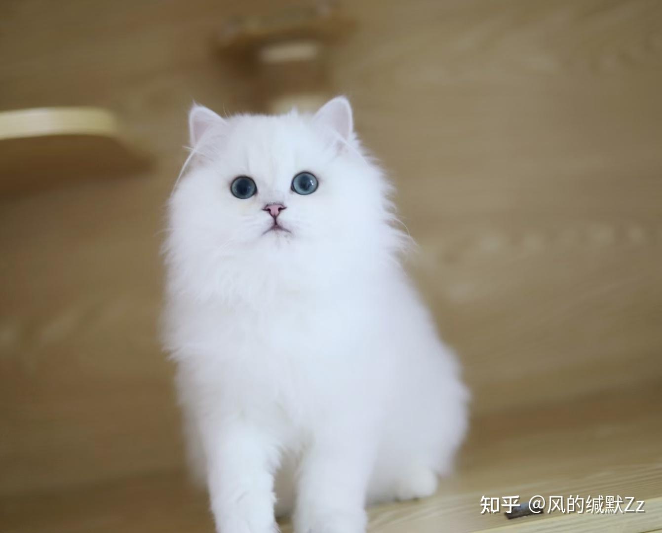 这只猫怎么样,才1500块,是家养的,可以入手吗? - 知乎